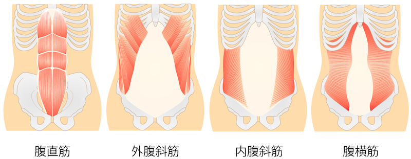 腹部の筋肉の絵