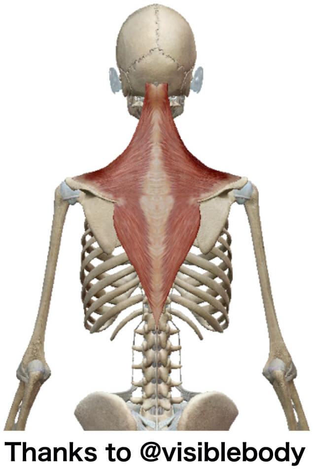 僧帽筋の解剖図