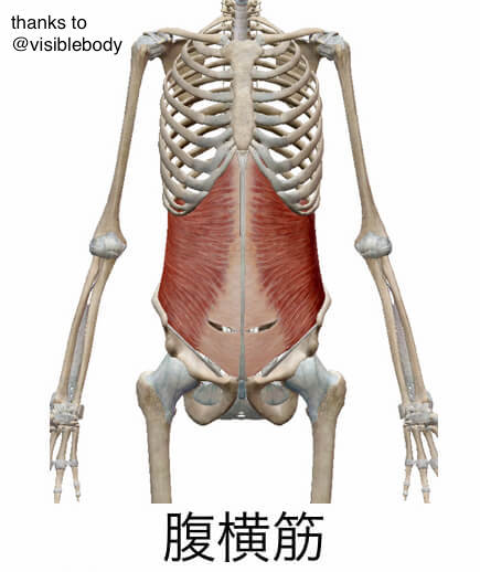 腹横筋という筋肉の解剖図