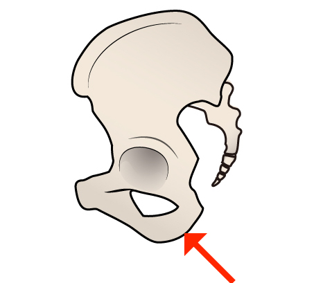 骨盤の坐骨という部位