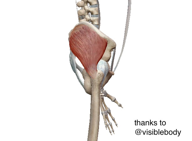 股関節の筋肉の中殿筋