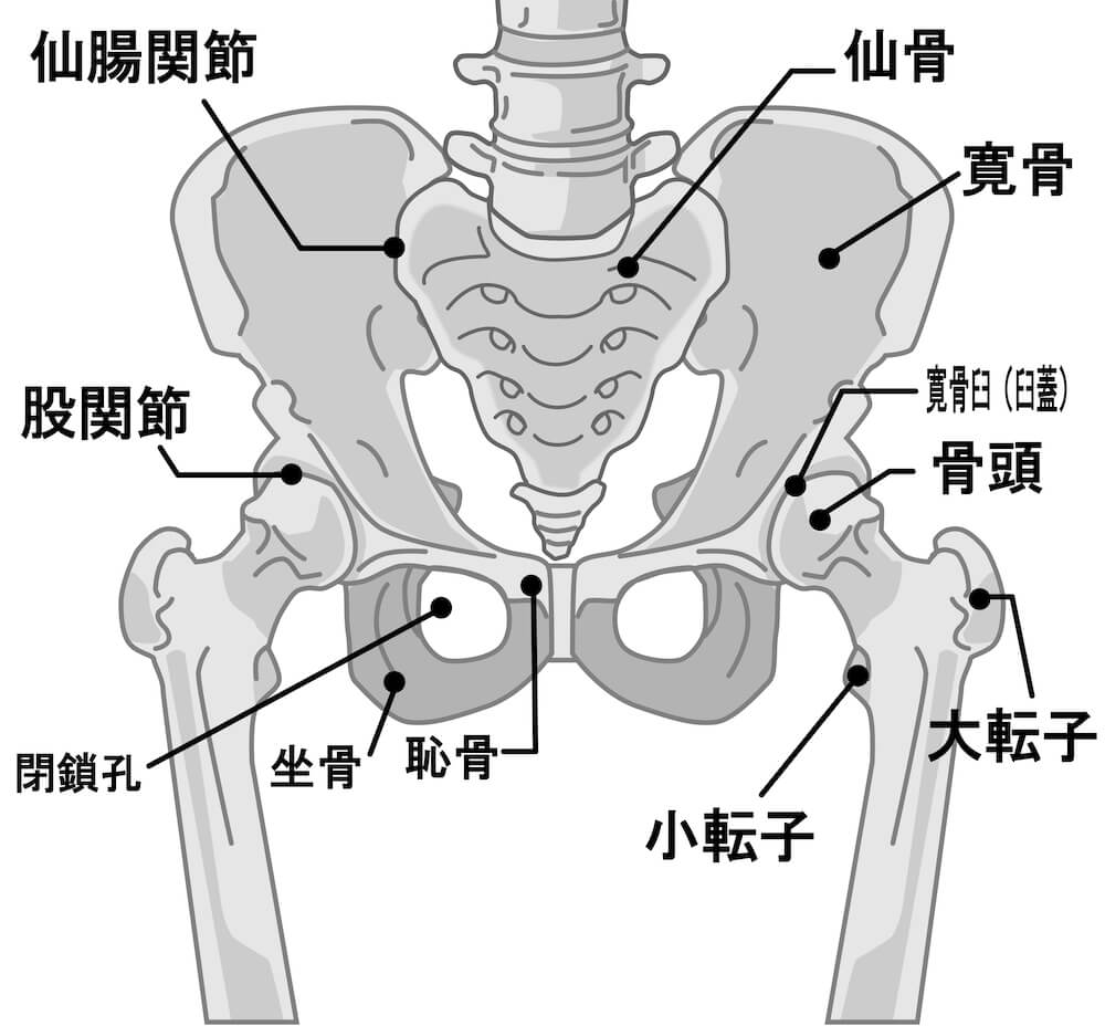 股関節の骨格図