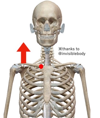 鎖骨と上半身の骨格図