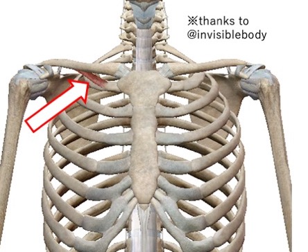 鎖骨下筋という筋肉