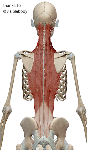 脊柱起立筋群という筋肉