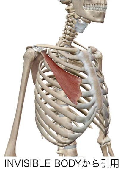巻き肩の原因でもある小胸筋という筋肉