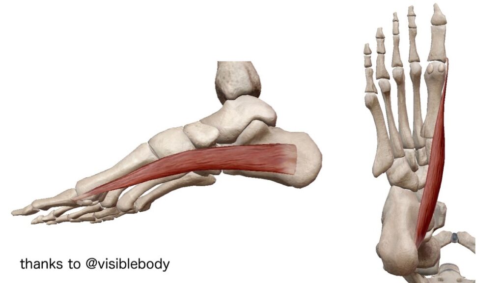 足裏の解剖図で拇趾外転筋の紹介