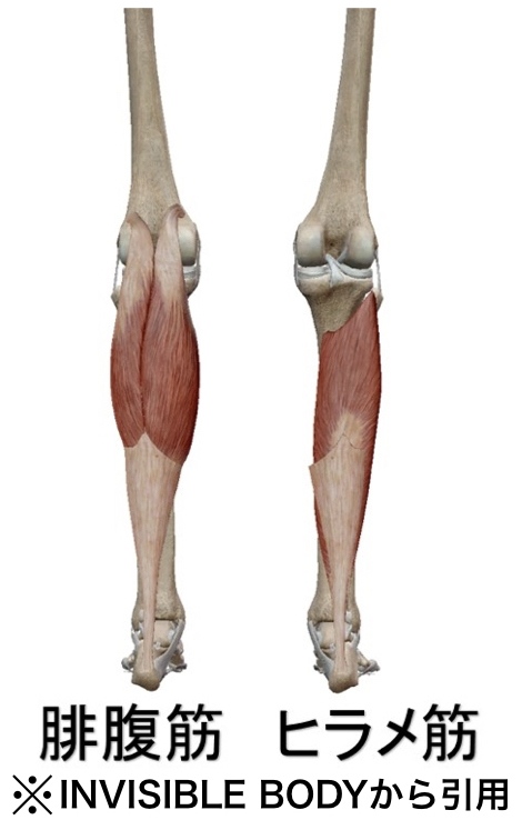 下腿三頭筋の解剖図
