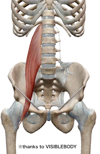 大腰筋という筋肉の解剖図