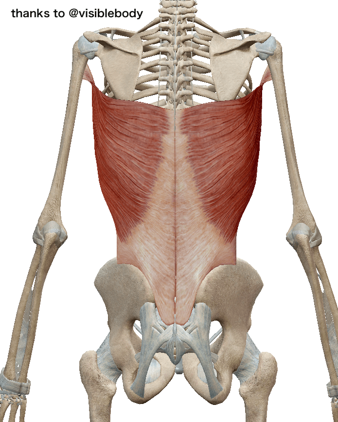 広背筋という筋肉の解剖図