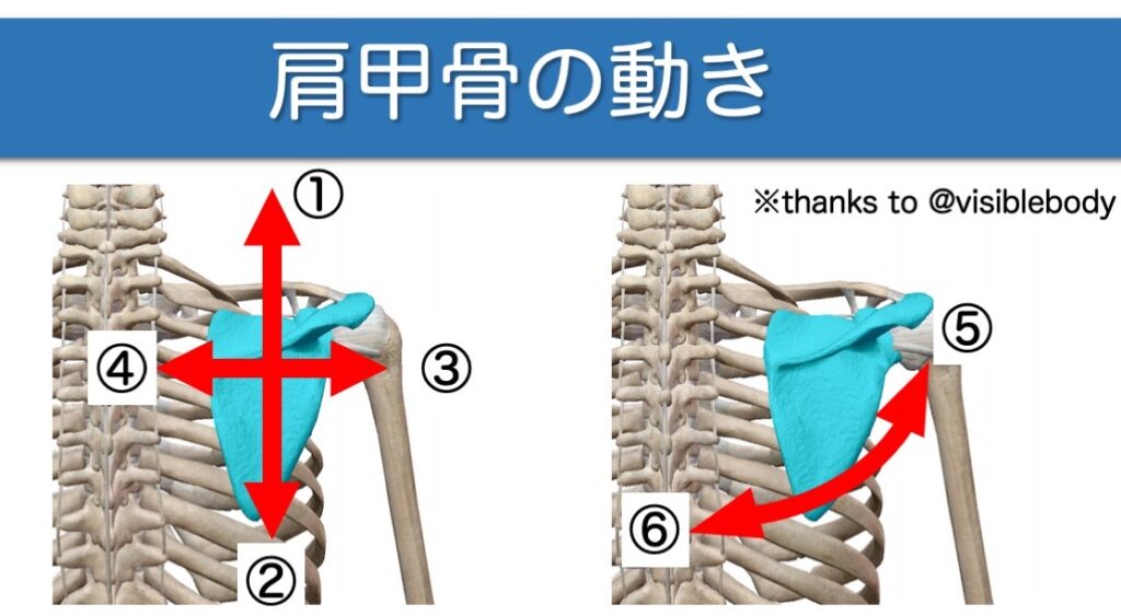 肩甲骨の動きを示した解剖図