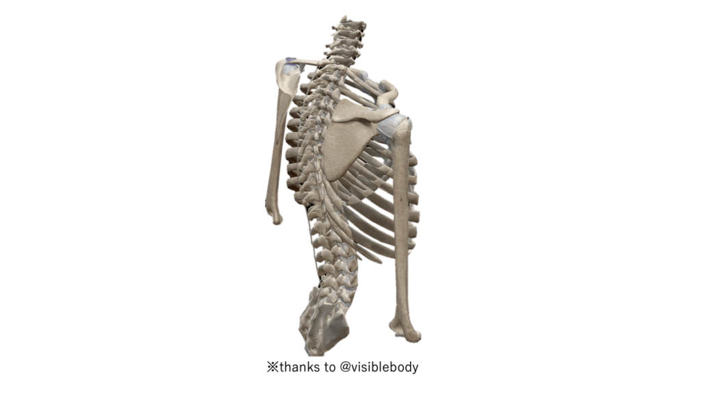 肩関節の骨格