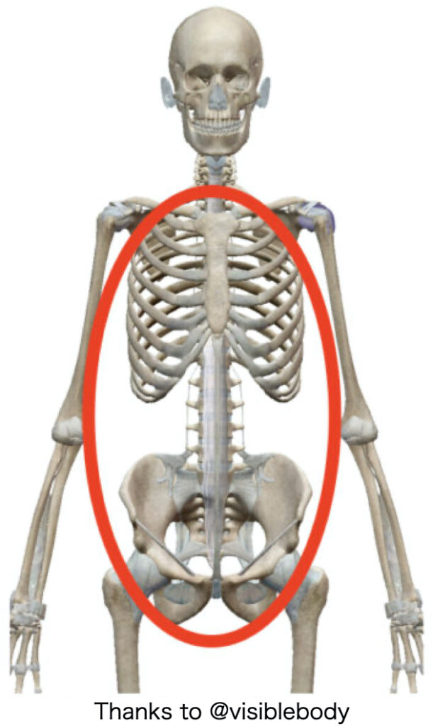 体幹部の骨格