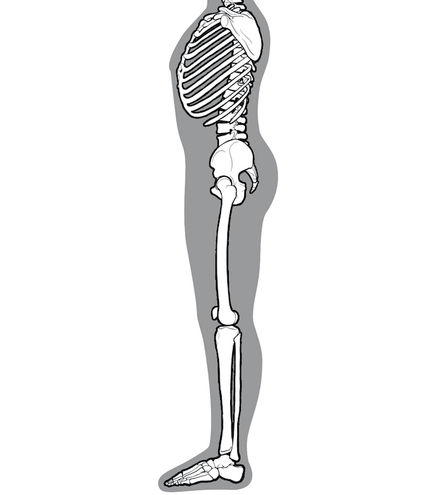 骨盤の位置を示した骨格