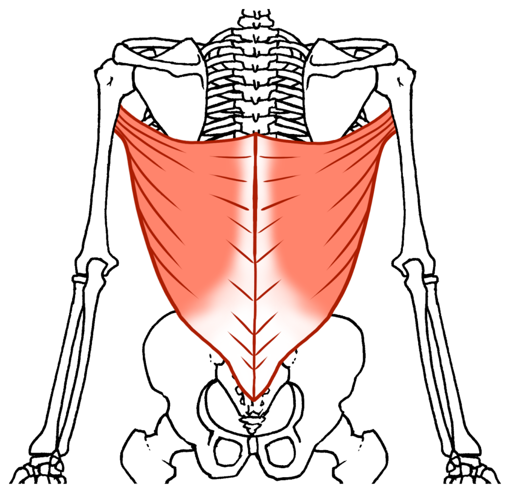 背中の広背筋の筋肉図