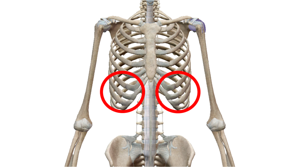 くびれを作るための肋骨下部を示した解剖図