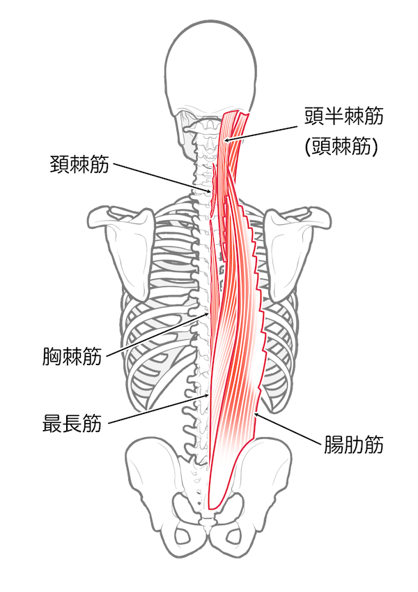 脊柱起立筋群の解剖図