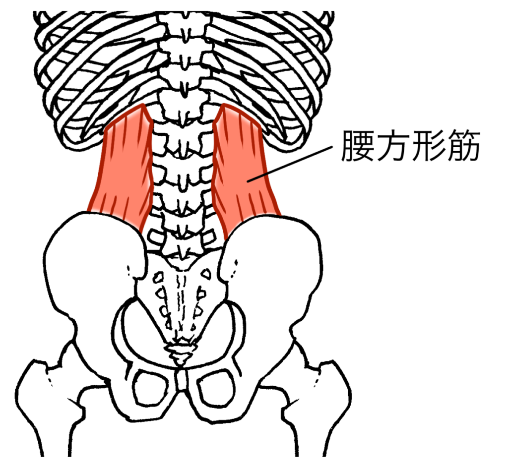 腰方形筋の解剖図