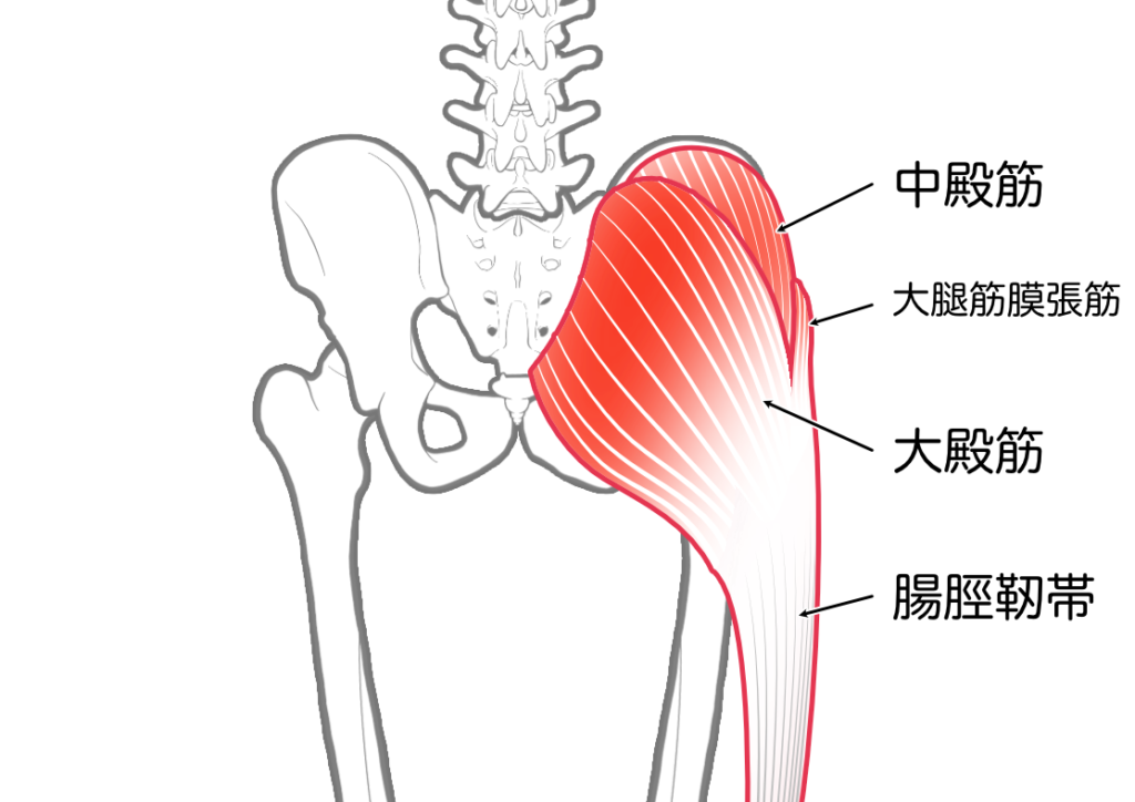 大臀筋と中殿筋の解剖図