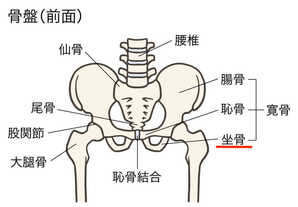 坐骨の解剖図