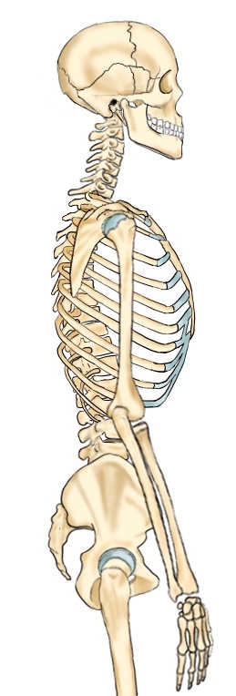横からの上半身の骨格