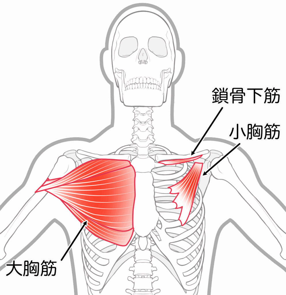大胸筋・小胸筋の解剖図イラスト