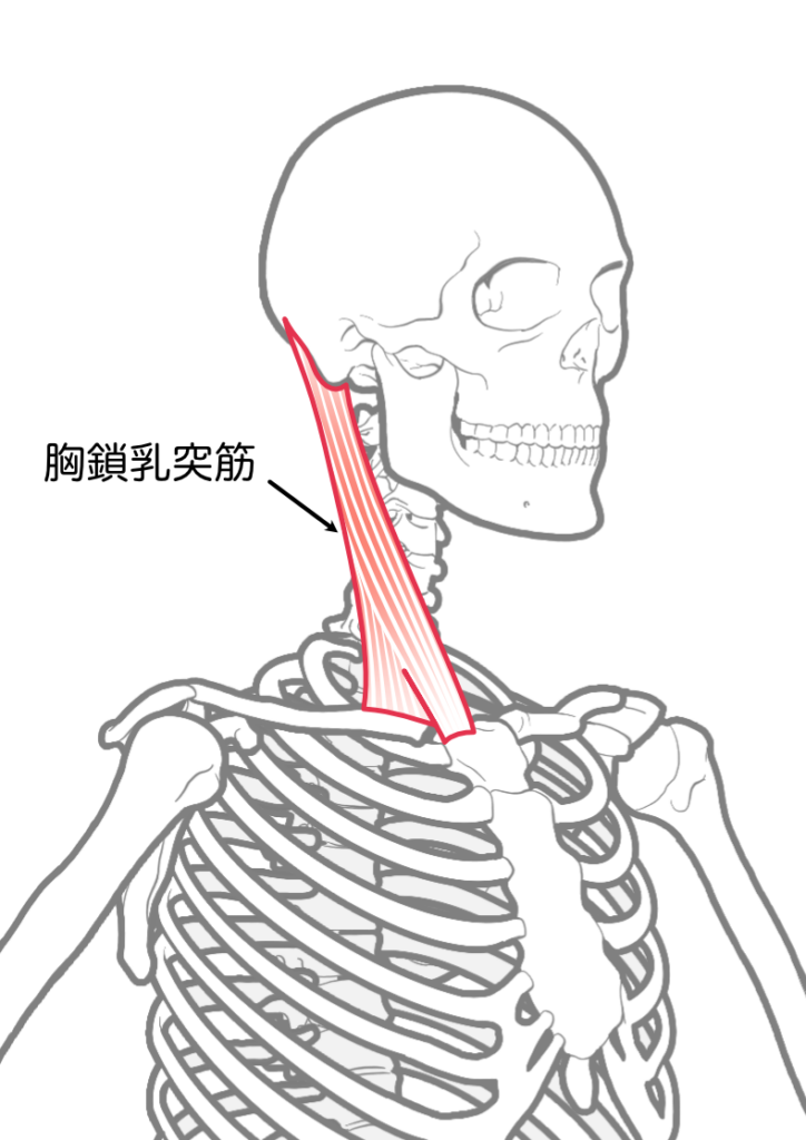 胸鎖乳突筋の解剖図